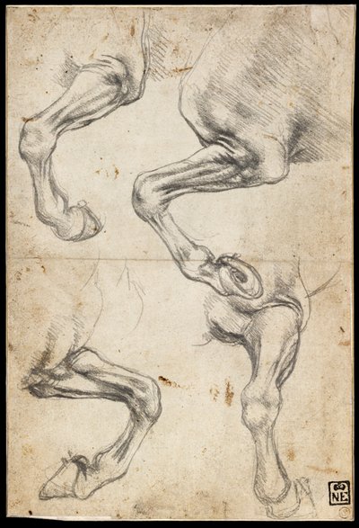 Studie koňské nohy od Leonardo da Vinci