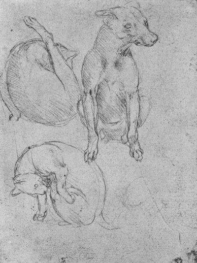 Studie psa a kočky, c1480 1945 od Leonardo da Vinci