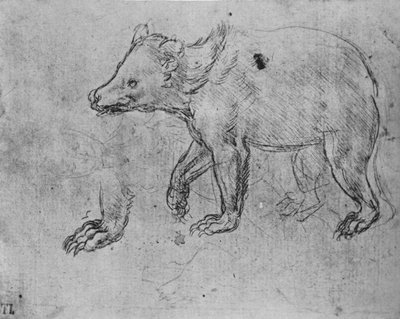 Studie medvěda, c1480 1945 od Leonardo da Vinci