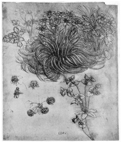 Studie rostliny Betlémská hvězda, 1505-1507 1954 od Leonardo da Vinci