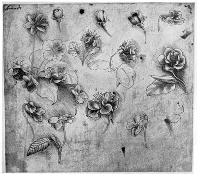 Studium květin, c1481-1483 1954. od Leonardo da Vinci