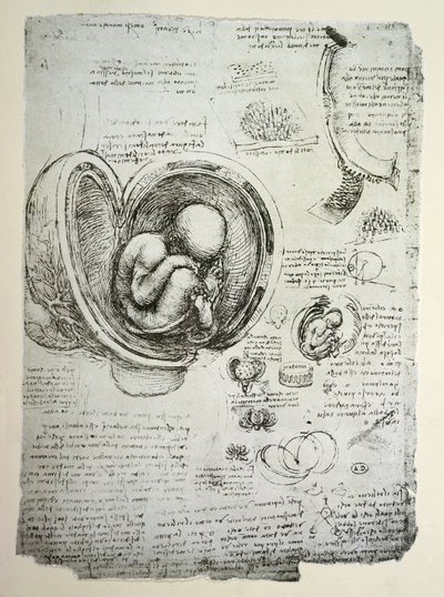 Lidský plod v děloze, faksimile kopie od Leonardo da Vinci
