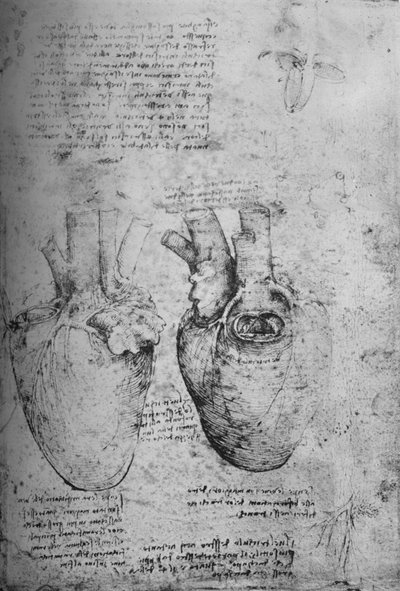 Dvě kresby srdce, c1480 1945 od Leonardo da Vinci
