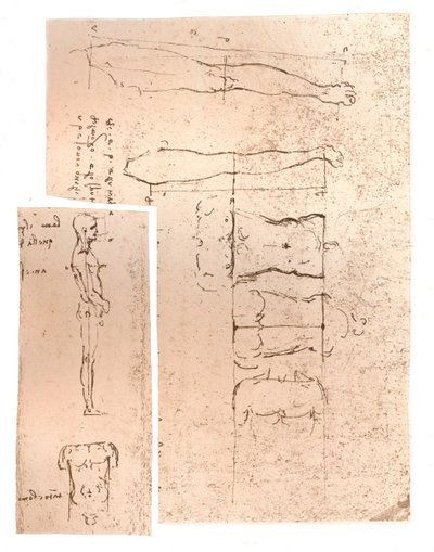 Dvě kresby ilustrující teorii proporcí lidské postavy, c1472-c1519 1883 od Leonardo da Vinci