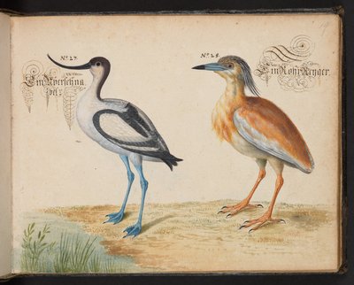 Přidejte 6485 f.19 Avocet a Squacco Heron od Leonhard Baldner