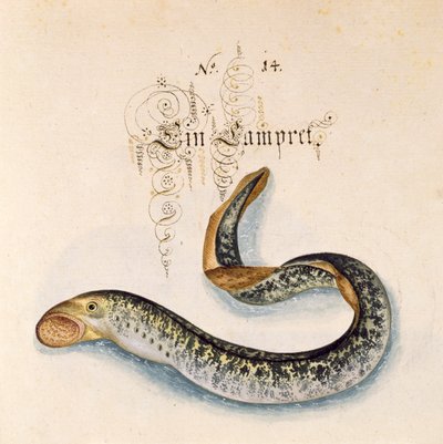 Přidejte 6485 f.50 Sea Lamprey od Leonhard Baldner