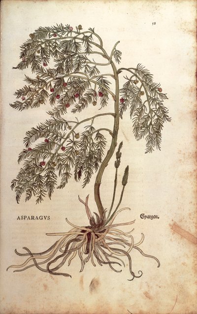 Chřest (Asparagus officinalis) od Leonharta Fuchse z De historia stirpium commentarii insignes (Významné komentáře k historii rostlin) kolorovaná rytina od Leonhard Fuchs