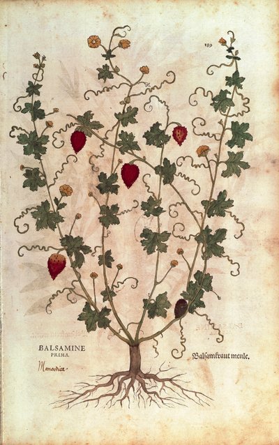 Balzámové jablko (Momordica balsamina) od Leonharta Fuchse z De historia stirpium commentarii insignes (Významné komentáře k historii rostlin), kolorovaná rytina od Leonhard Fuchs