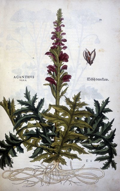Botanická deska: Acanthus nebo Acanthus - v "The History of the Stirpium Commentaries" od Leonharta Fuchse od Leonhard Fuchs