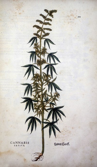 Cannabis Sativa (pěstování konopí) - v „Dějinách rasismu“ od Leonharta Fuchse od Leonhard Fuchs