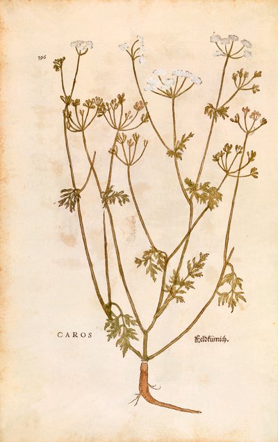 Kmín - Carum carvi (Caros) od Leonharta Fuchse z De historia stirpium commentarii insignes (Významné komentáře k historii rostlin) kolorovaná rytina od Leonhard Fuchs