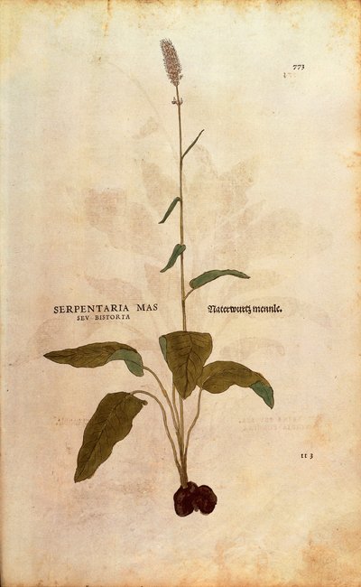 Bistort obecný - Persicaria bistorta nebo Bistorta polygonum (Serpentaria mas seu bistorta) od Leonharta Fuchse z De historia stirpium commentarii insignes (Významné komentáře k historii rostlin) kolorovaná rytina od Leonhard Fuchs