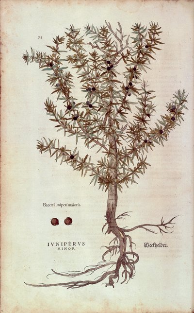Jalovec obecný - Juniperus communis (Juniperus minor) od Leonharta Fuchse z knihy De historia stirpium commentarii insignes (Pozoruhodné komentáře k dějinám rostlin) kolorovaná rytina od Leonhard Fuchs