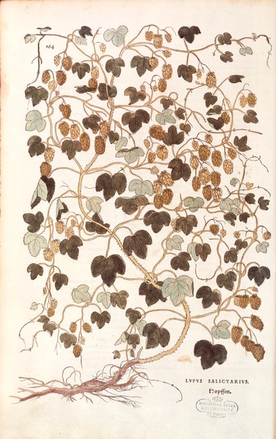 Chmel obecný - Humulus lupulus (Lupus salictarius) od Leonharta Fuchse z Dějiny rasových rozdílů (Významné komentáře k historii rostlin) kolorovaná rytina od Leonhard Fuchs