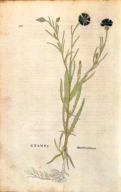Chrpa (Centaurea cyanus) od Leonharta Fuchse z De historia stirpium commentarii insignes (Významné komentáře k historii rostlin), kolorovaná rytina od Leonhard Fuchs