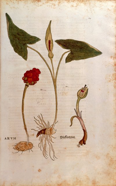 Kukaččí půllitr aneb Italští páni a dámy - Arum italicum (Arum) od Leonharta Fuchse z De historia stirpium commentarii insignes (Významné komentáře k historii rostlin), kolorovaná rytina od Leonhard Fuchs