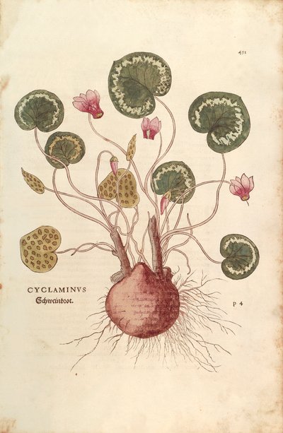 Cyclamen (Cyclaminus) od Leonharta Fuchse z De historia stirpium commentarii insignes (Významné komentáře k historii rostlin) kolorovaná rytina od Leonhard Fuchs