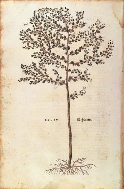 Modřín evropský (Larix decidua) od Leonharta Fuchse z De historia stirpium commentarii insignes (Významné komentáře k historii rostlin) kolorovaná rytina od Leonhard Fuchs