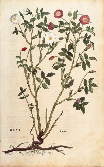 Stálezelená růže (Rosa sempervirens) od Leonharta Fuchse z knihy De historia stirpium commentarii insignes (Pozoruhodné komentáře k historii rostlin), kolorovaná rytina od Leonhard Fuchs
