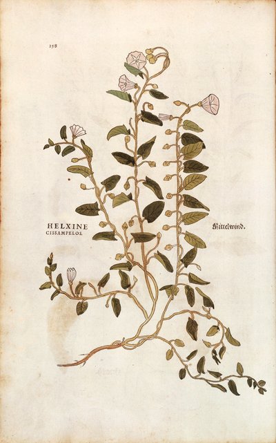 Svlačec rolní - Convolvulus arvensis (Helxine cissampelos) od Leonharta Fuchse z De historia stirpium commentarii insignes (Významné komentáře k historii rostlin) kolorovaná rytina od Leonhard Fuchs