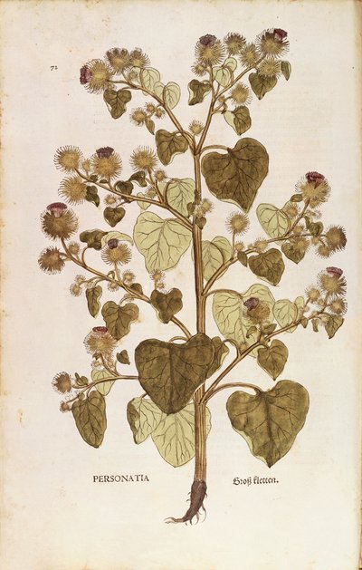 Lopuch větší - Arctium lappa (Personatia) od Leonharta Fuchse z De historia stirpium commentarii insignes (Významné komentáře k historii rostlin), kolorovaná rytina od Leonhard Fuchs