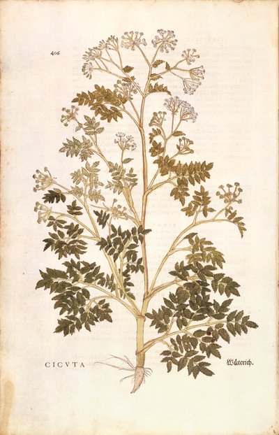 Hemlock - Conium maculatum (Cicuta) od Leonharta Fuchse z De historia stirpium commentarii insignes (Významné komentáře k historii rostlin), kolorovaná rytina od Leonhard Fuchs