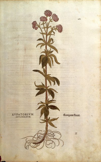 Řepík konopný - Eupatorium cannabinum (Eupatorium adulterinum) od Leonharta Fuchse z De historia stirpium commentarii insignes (Významné komentáře k historii rostlin), kolorovaná rytina od Leonhard Fuchs