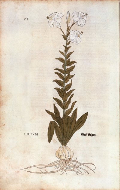 Lily (Lilium) od Leonharta Fuchse z De historia stirpium commentarii insignes (Významné komentáře k historii rostlin), kolorovaná rytina od Leonhard Fuchs