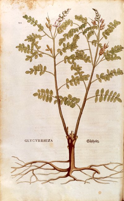 Lékořice nebo lékořice (Glycyrrhiza glabra) od Leonharta Fuchse z De historia stirpium commentarii insignes (Významné komentáře k historii rostlin) kolorovaná rytina od Leonhard Fuchs