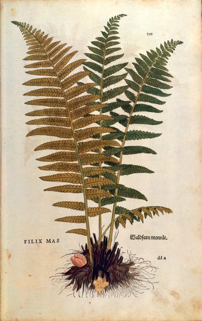 Kapradina samčí (Dryopteris filix-mas) od Leonharta Fuchse z De historia stirpium commentarii insignes (Významné komentáře k historii rostlin) kolorovaná rytina od Leonhard Fuchs