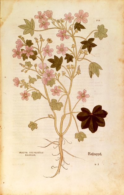 Sléz lesní (Malva sylvestris elatior) od Leonharta Fuchse z De historia stirpium commentarii insignes (Významné komentáře k historii rostlin), kolorovaná rytina od Leonhard Fuchs