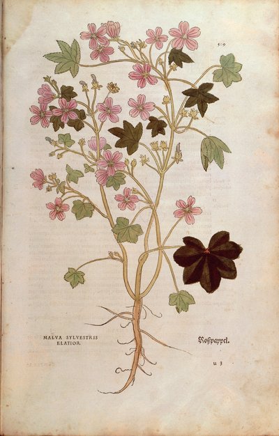 Sléz lesní (Malva sylvestris elatior) od Leonharta Fuchse z De historia stirpium commentarii insignes (Významné komentáře k historii rostlin), kolorovaná rytina od Leonhard Fuchs