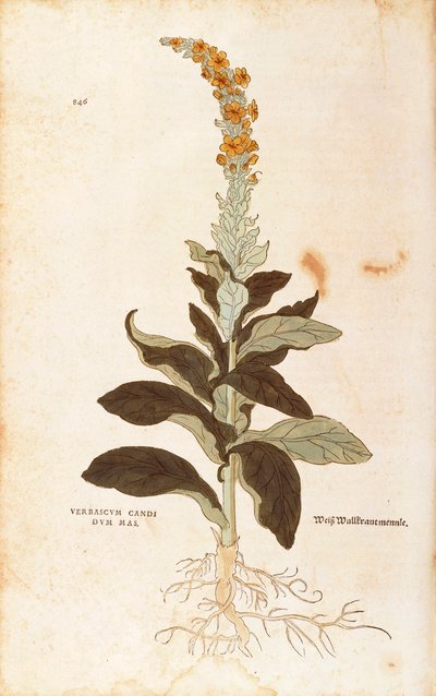 Divizna - Verbascum Thapsus (bílý samec Verbasco) od Leonharta Fuchse z Historie rasismu (Významné komentáře k historii rostlin), kolorovaná rytina od Leonhard Fuchs