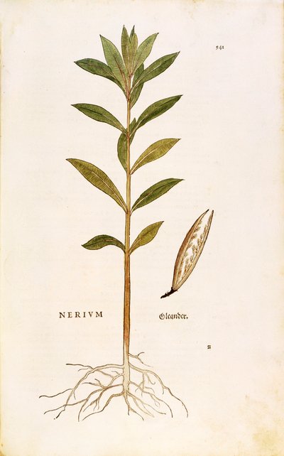 Oleandr (Nerium oleander) od Leonharta Fuchse z De historia stirpium commentarii insignes (Významné komentáře k historii rostlin), kolorovaná rytina od Leonhard Fuchs
