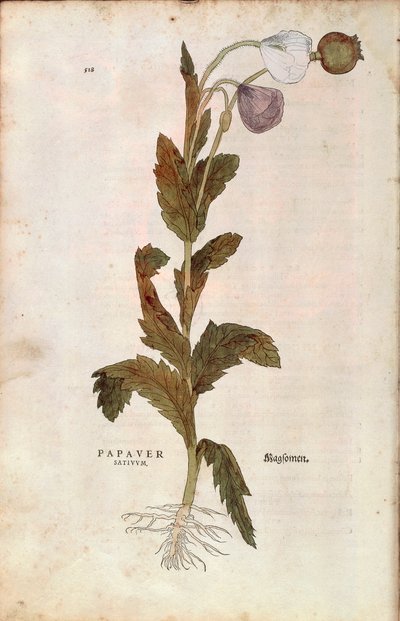 Mák setý - Papaver somniferum (Papaver satiuum) od Leonharta Fuchse z De historia stirpium commentarii insignes (Významné komentáře k historii rostlin), kolorovaná rytina od Leonhard Fuchs
