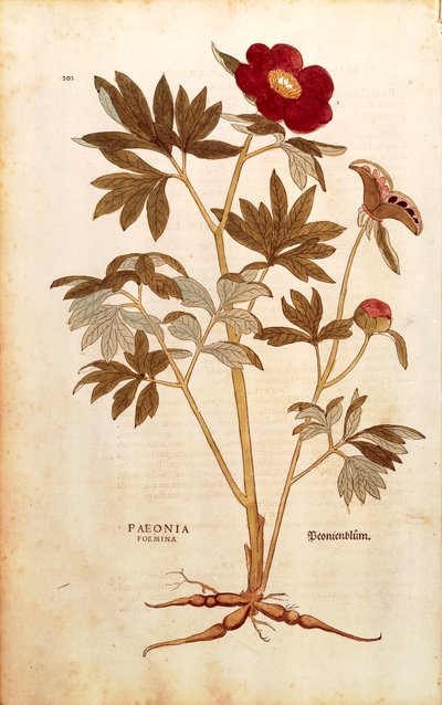 Pivoňka - Paeonia officinalis (Paeonia foemina) od Leonharta Fuchse z De historia stirpium commentarii insignes (Významné komentáře k historii rostlin), kolorovaná rytina od Leonhard Fuchs