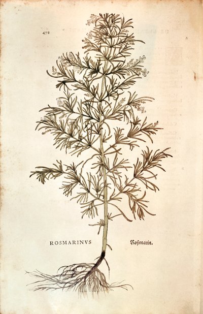Rozmarýn, Rosmarinus Officinalis (Rosmarinus). barevná rytina od Leonhard Fuchs