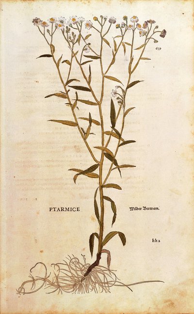 Kýchavka - Achillea ptarmica (Ptarmice) od Leonharta Fuchse z De historia stirpium commentarii insignes (Významné komentáře k historii rostlin) kolorovaná rytina od Leonhard Fuchs