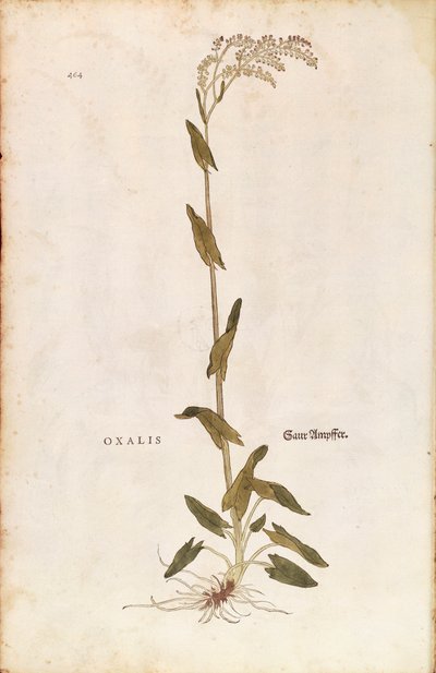Dok šťovíku nebo špenátu - Rumex acetosa (Oxalis) od Leonharta Fuchse z De historia stirpium commentarii insignes (Významné komentáře k historii rostlin) kolorovaná rytina od Leonhard Fuchs