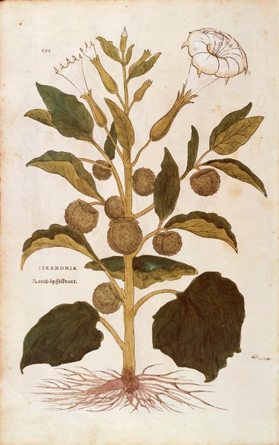 Jabloň trnitá nebo jimson plevel - Datura stramonium (Stramonia) od Leonharta Fuchse z De historia stirpium commentarii insignes (Významné komentáře k historii rostlin), kolorovaná rytina od Leonhard Fuchs
