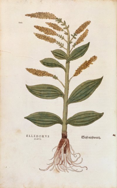 Bílá čemeřice - Veratrum album (Elleborus albus) od Leonharta Fuchse z De historia stirpium commentarii insignes (Významné komentáře k historii rostlin), kolorovaná rytina od Leonhard Fuchs