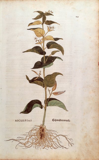 Vlaštovka bílá - Cynanchum vincetoxicum (Asclepias) od Leonharta Fuchse z De historia stirpium commentarii insignes (Významné komentáře k historii rostlin) kolorovaná rytina od Leonhard Fuchs