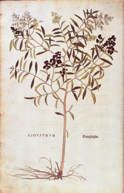 Divoký zob (Ligustrum vulgare) od Leonharta Fuchse z De historia stirpium commentarii insignes (Významné komentáře k historii rostlin) kolorovaná rytina od Leonhard Fuchs
