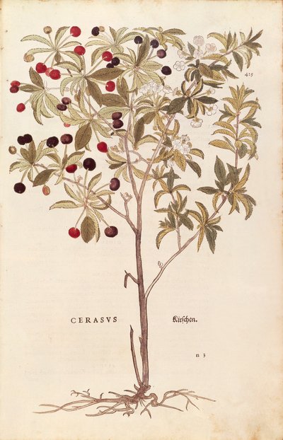 Divoká třešeň - Prunus avium (Cerasus) od Leonharta Fuchse z De historia stirpium commentarii insignes (Významné komentáře k historii rostlin) kolorovaná rytina od Leonhard Fuchs