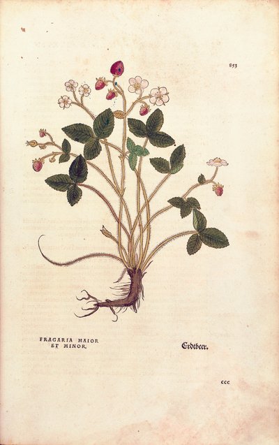 Jahoda lesní - Fragaria vesca (Fragaria maior et minor) od Leonharta Fuchse z De historia stirpium commentarii insignes (Významné komentáře k historii rostlin), kolorovaná rytina od Leonhard Fuchs