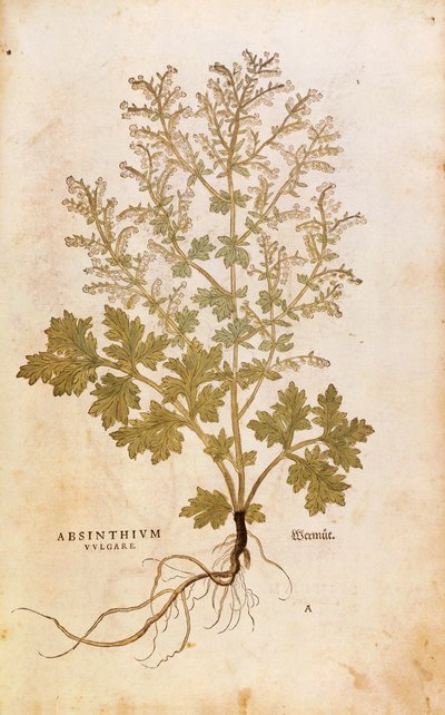 Pelyněk - Artemisia absinthium (Absinthium vulgare) od Leonharta Fuchse z De historia stirpium commentarii insignes (Významné komentáře k historii rostlin), kolorovaná rytina od Leonhard Fuchs