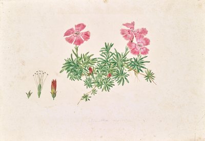 Hvozdík alpský (Dianthus alpinus) od Leopold von Stoll
