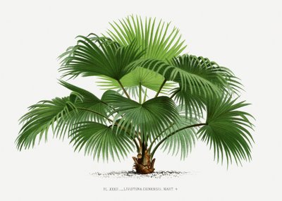  od Les Palmiers Histoire Iconographique