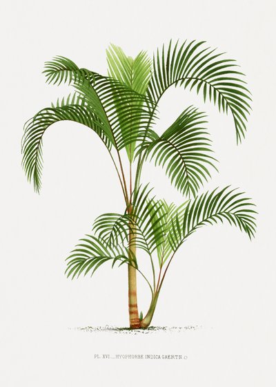  od Les Palmiers Histoire Iconographique