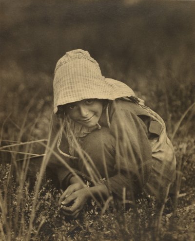 Cranberry Picker, New Jersey od Lewis W. Hine